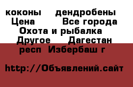 коконы    дендробены › Цена ­ 25 - Все города Охота и рыбалка » Другое   . Дагестан респ.,Избербаш г.